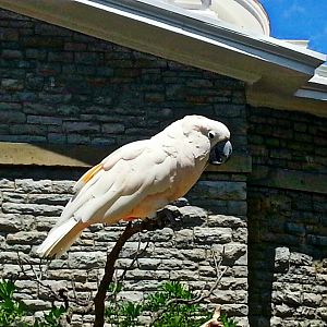 May 2013 - Salmon-crested Cockatoo