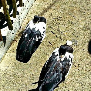 May 2013 - Lorikeet Landing - Magpie Geese