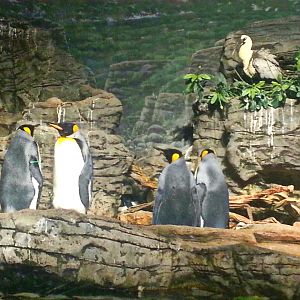 May 2013 - Wings of the World - King Penguins + Black-faced Ibis