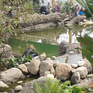 Underwater-viewing in Amazonica