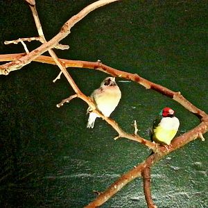 May 2013 - Wings of the World - Gouldian Finch Chick