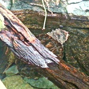 May 2013 - Wings of the World- Mata Mata