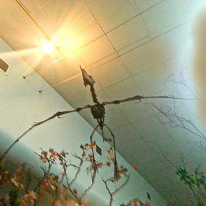 May 2013 - Wings of the World - Dsungaripterus