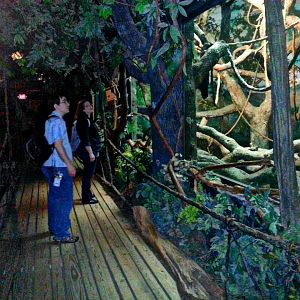 May 2013 - Jungle Trails - Gibbon + Orangutan Indoor Viewing