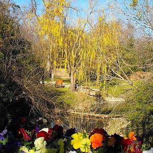 Bongo (Tragelaphus eurycerus) Exhibit