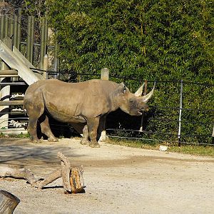 Black Rhinoceros (Diceros bicornis)