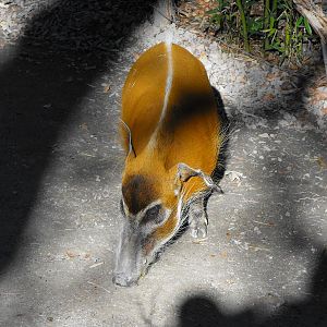 Red River Hog (Potamochoerus porcus)
