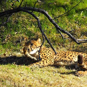 Cheetah (Acinonyx jubatus)