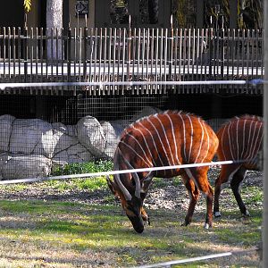 Bongo (Tragelaphus eurycerus)