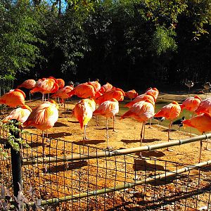 American Flamingo (Phoenicopterus ruber)