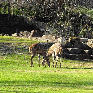 Lesser Kudu (Ammelaphus imberbis)