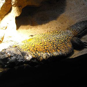 Saharan Uromastyx (Uromastyx geyri)