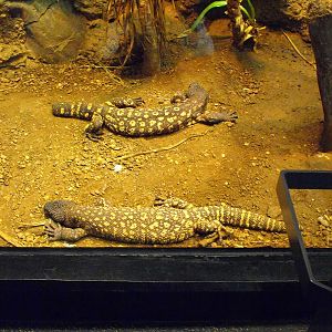 Beaded Lizards (Heloderma horridum)