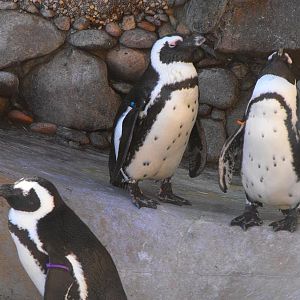 African Penguin (Spheniscus demersus)