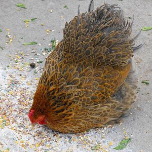 Chicken (Gallus gallus domesticus)