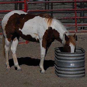 Horse (Equus ferus caballus)