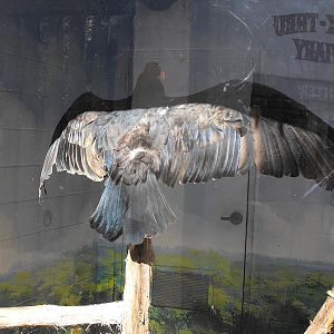Turkey Vulture (Cathartes aura)