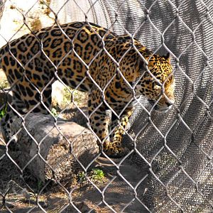 Jaguar (Panthera onca)