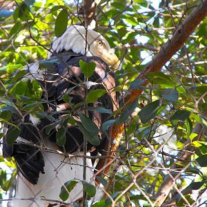 Bald Eagle (Haliaeetus leucocephalus)