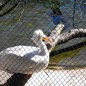 Great White Pelican (Pelecanus onocrotalus)