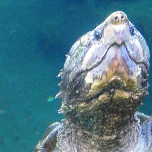 Alligator Snapping Turtle (Macrochelys temminckii)