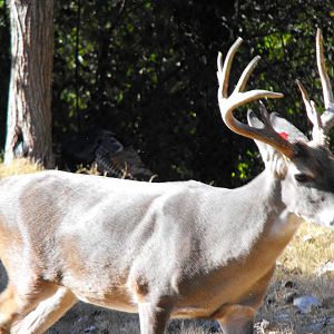 White-tailed Deer (Odocoileus virginianus)