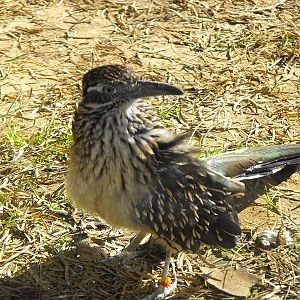 Greater Roadrunner (Geococcyx californianus)