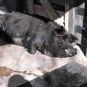 Domestic Pig (Sus scrofa domesticus)