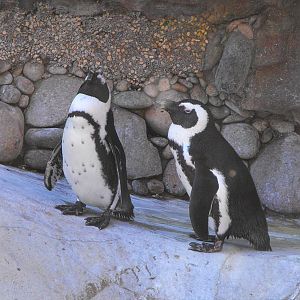 African Penguin (Spheniscus demersus)