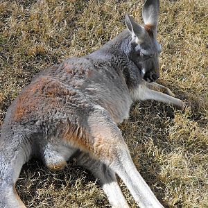 Red Kangaroo (Macropus rufus)