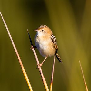 Golden-headed Cisticola (Cisticola exilis)