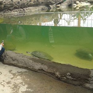 Giant river turtles