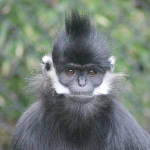 Francois leaf-monkey