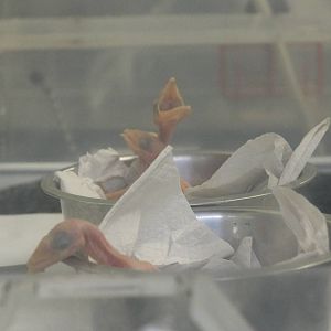 Toco tucans in the hand-raising room