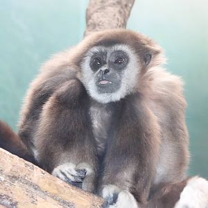 Nicky, a white-handed gibbon