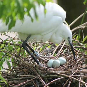 Little egret at the nest