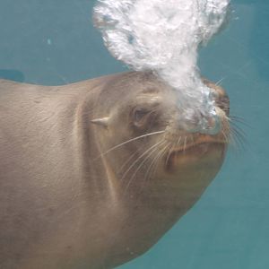 Californian sea-lion