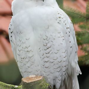 Snowy owl