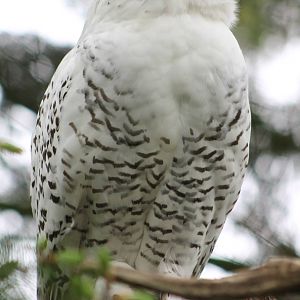 Snowy owl