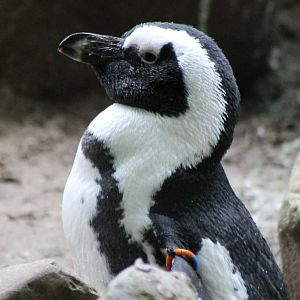 African pinguin
