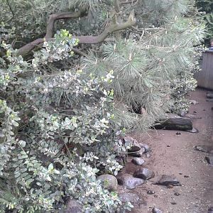 Interior crab-eating raccoon-enclosure