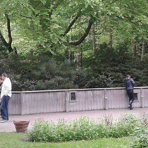 Enclosure crab-eating raccoons