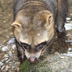 crab-eating raccoon