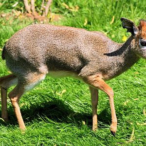 Kirk's dik-dik; Colchester; 25th May 2013
