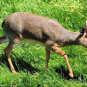 Media 'Kirk's dik-dik; Colchester; 25th May 2013' in category 'Colchester Zoo'