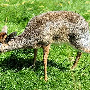 Kirk's dik-dik; Colchester; 25th May 2013