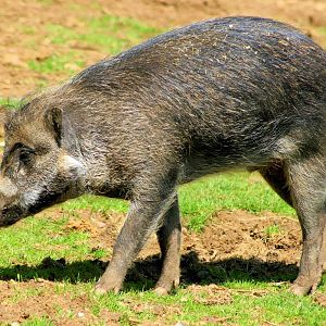 Visayan warty pig; Colchester; 25th May 2013