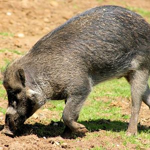 Visayan warty pig; Colchester; 25th May 2013