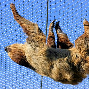 Linnaeus' two-toed sloth;Colchester;25th May 2013