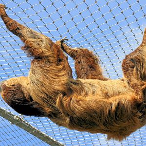 Linnaeus' two-toed sloth;Colchester;25th May 2013
